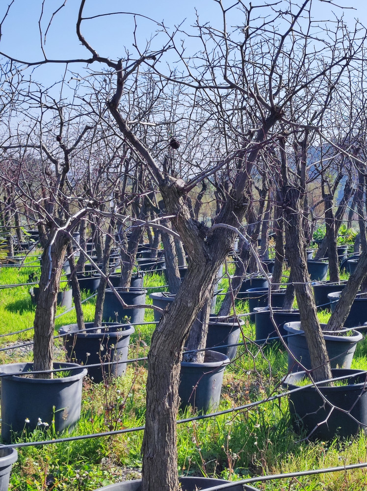 Jujube tree