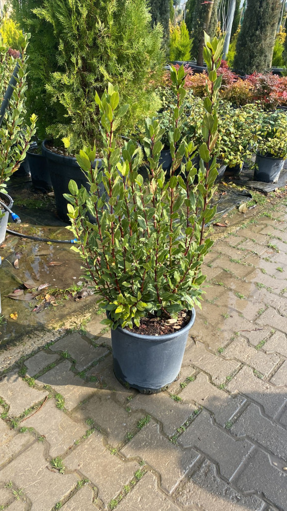 Bay laurel