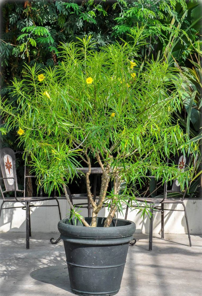 Thevetia peruviana