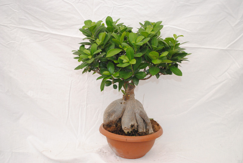 FİCUS MİCROCARPA '' BONSAİ ''