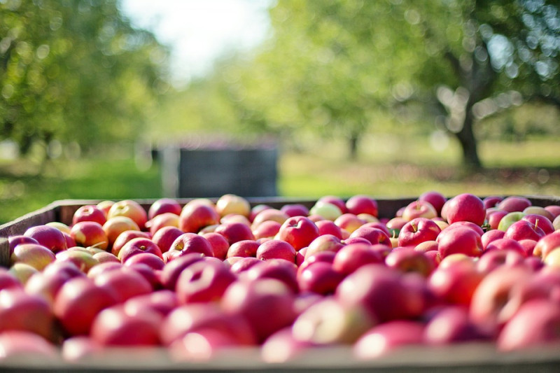 Red apple Brarburn 