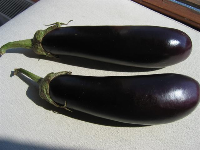 Pala eggplant