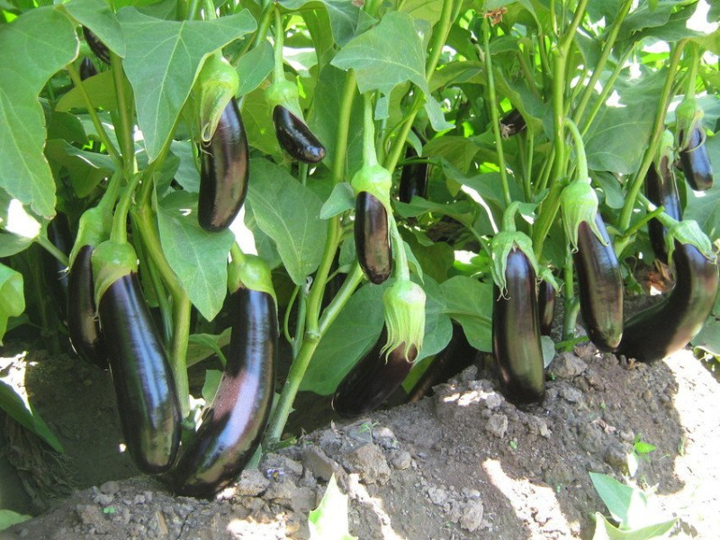 Pala eggplant