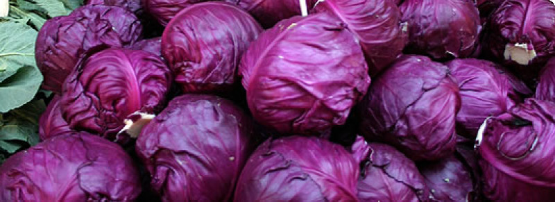 Purple cabbage