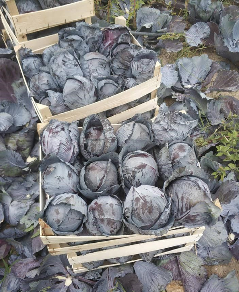 Purple cabbage