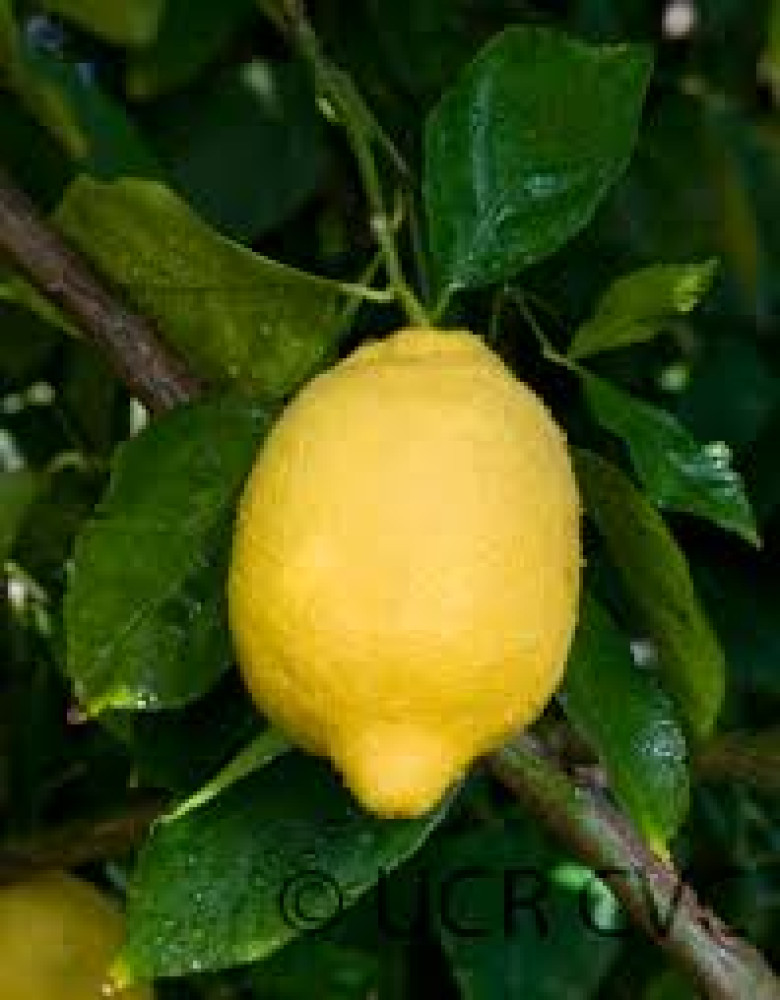 Lamas Lemon