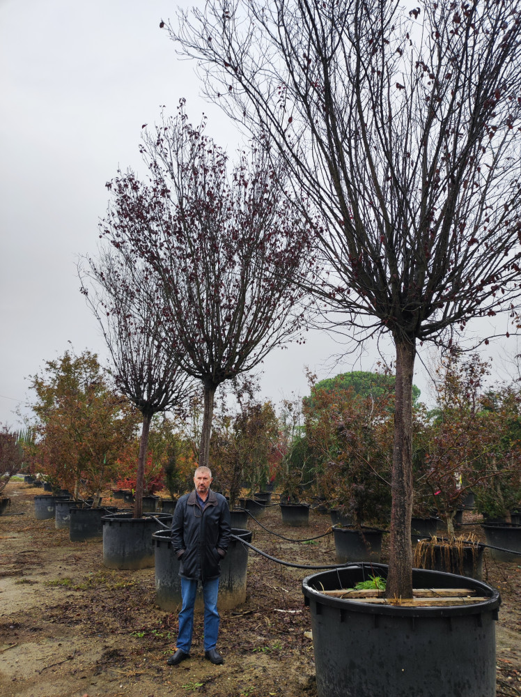 Prunus cerasifera Pissardii Nigra