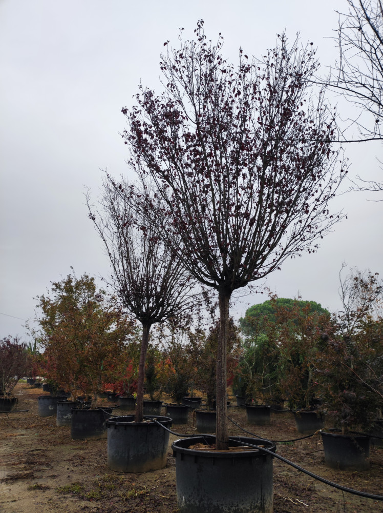 Prunus cerasifera Pissardii Nigra