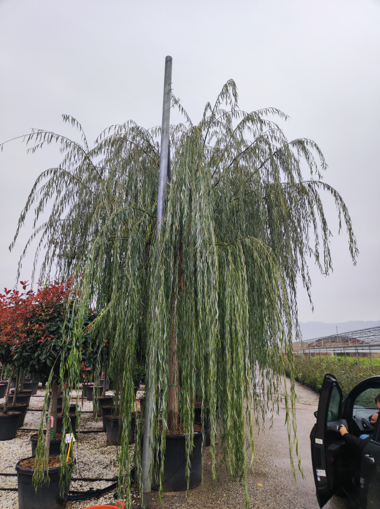 Salix babylonica