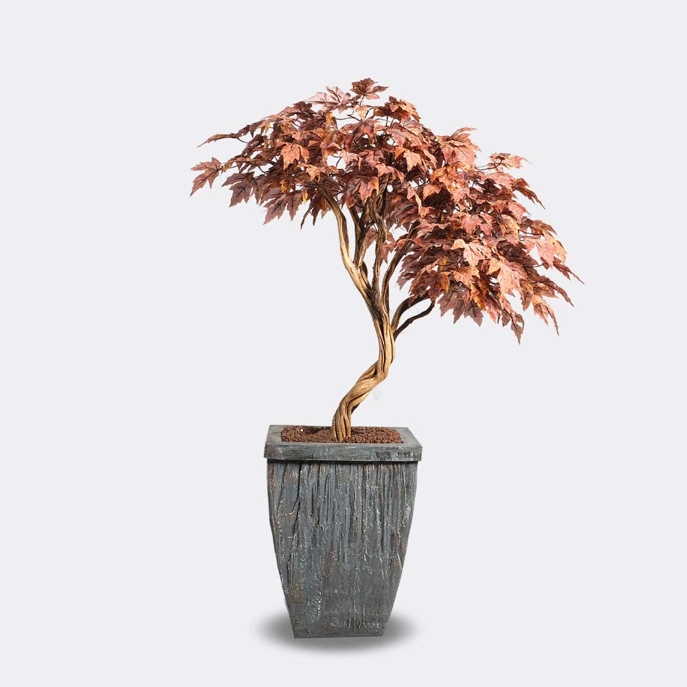 Alava Folium