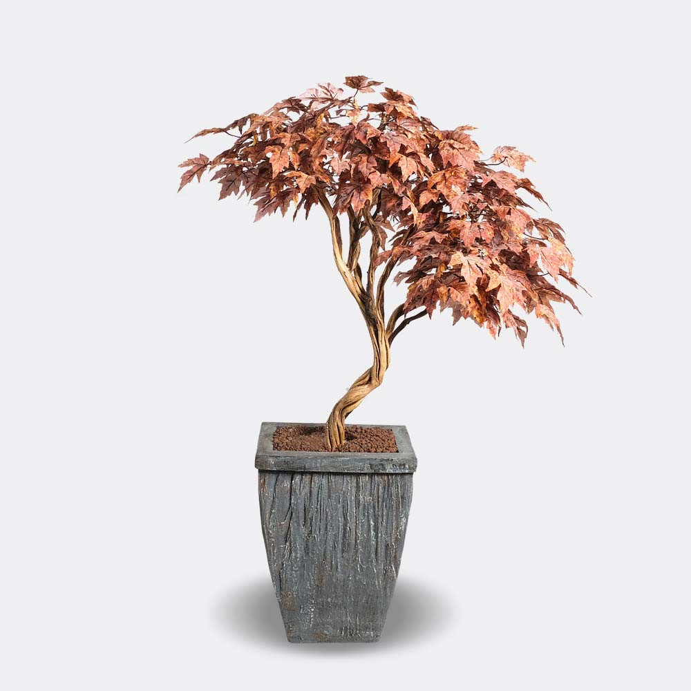 Alava Folium