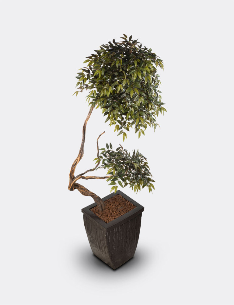 Alava Magnolia
