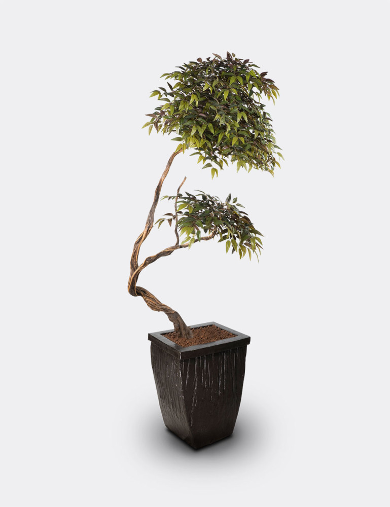 Alava Magnolia