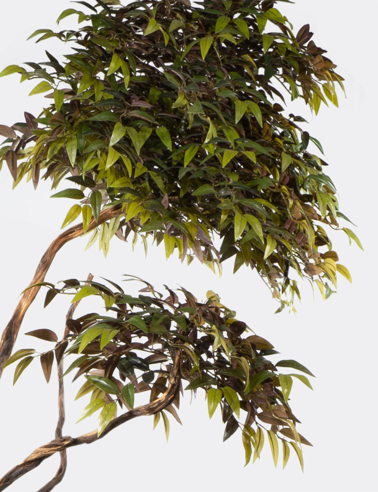 Alava Magnolia