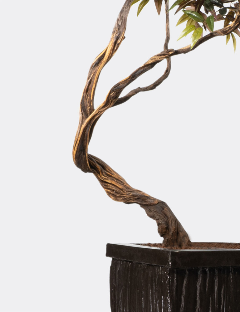 Alava Magnolia