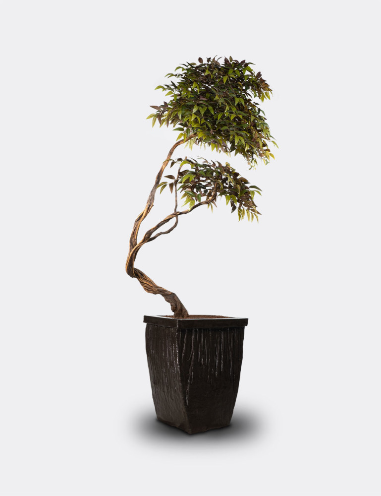 Alava Magnolia