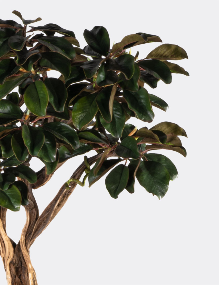 Algenib Magnolia