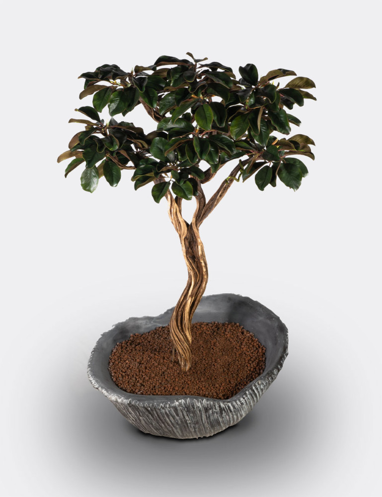 Algenib Magnolia