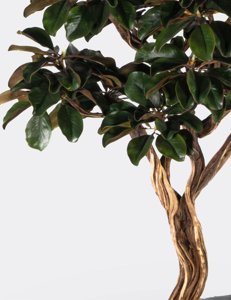 Algenib Magnolia